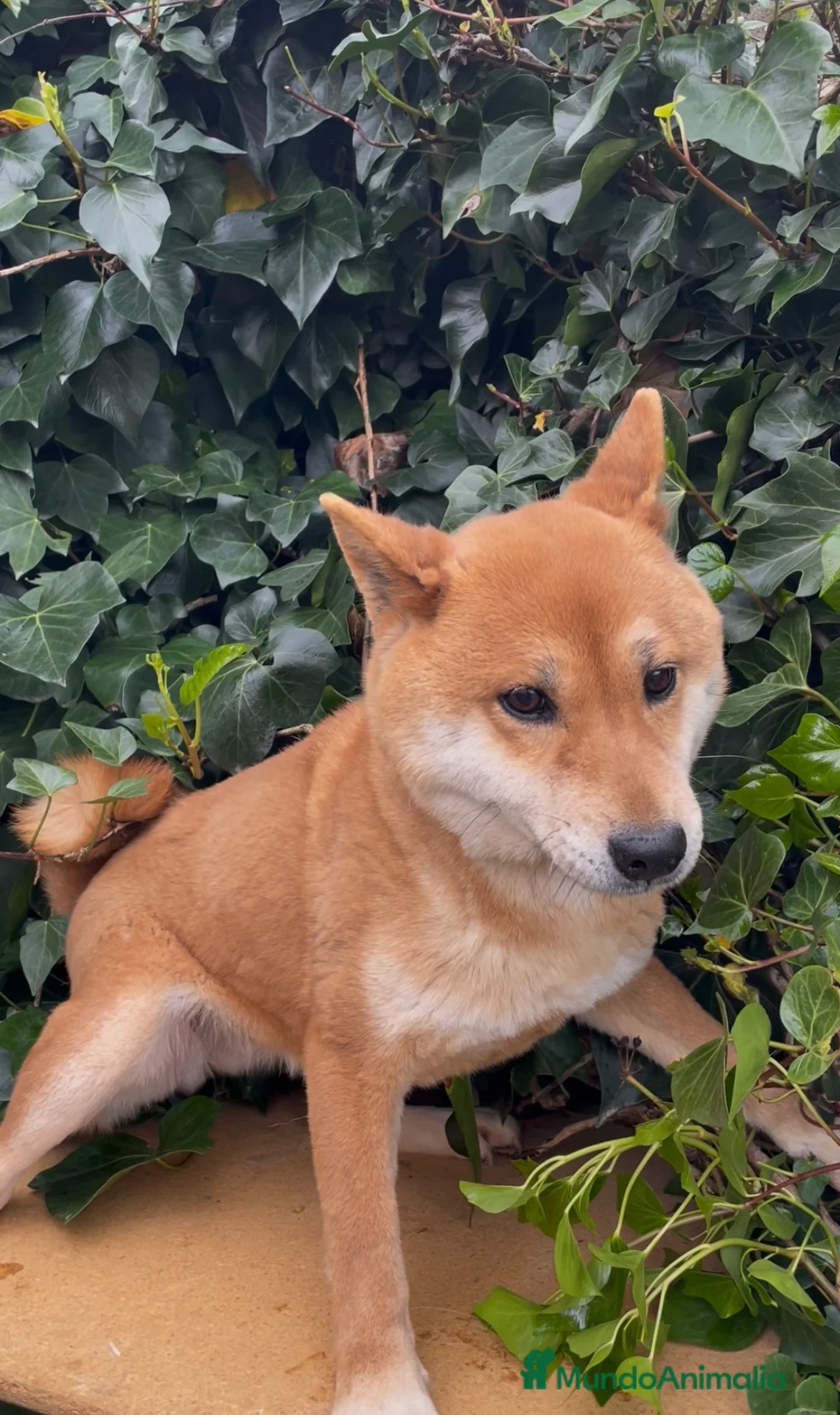 Shiba Inu perros en venta: Un pequeño zorro en casa. en Salamanca - Anuncio 2