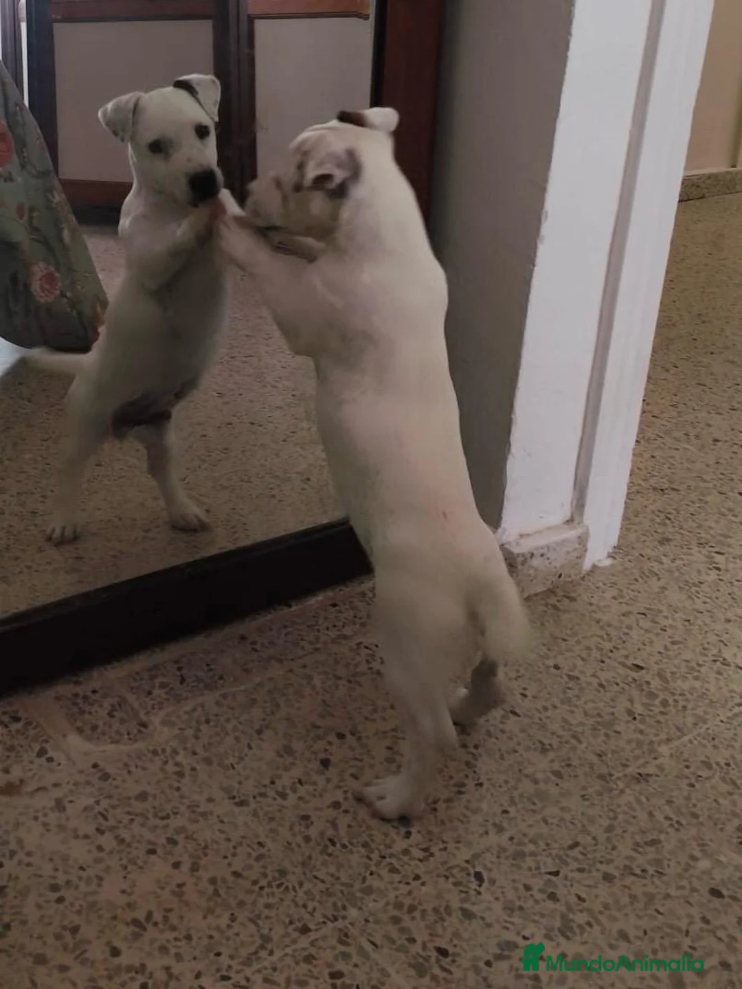 Jack Russell Terrier perros en venta: JACK RUSSEL  - Anuncio 2