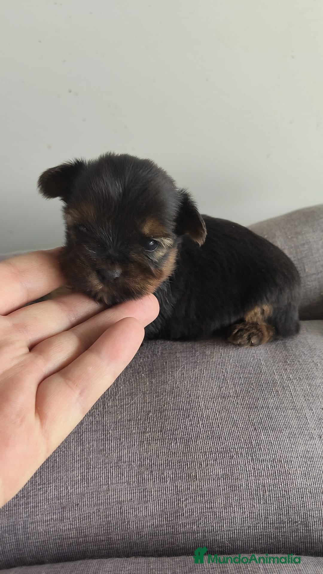 Yorkshire Terrier perros Yorkshire - Anuncio 2