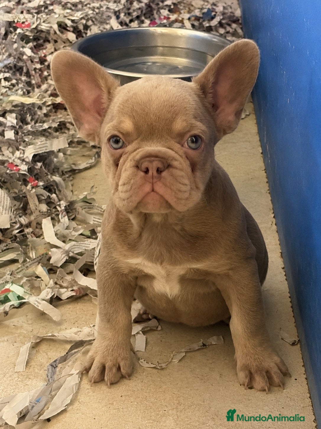 Bulldog Francés perros Bulldog francés exóticos  - Anuncio 2
