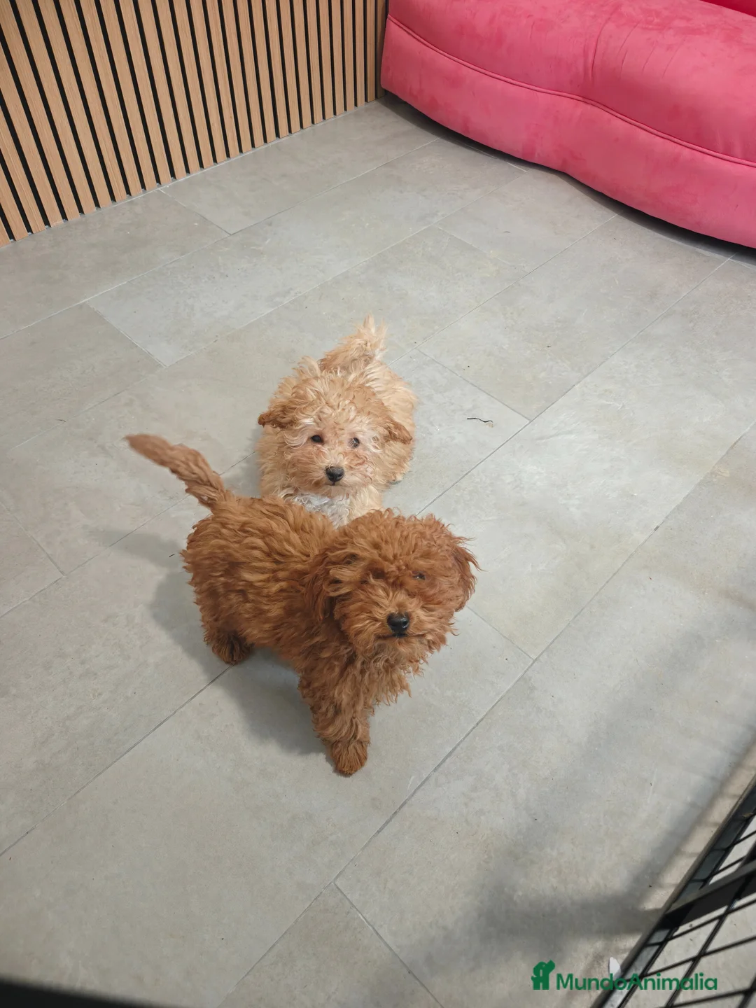 Caniche Toy perros en venta: Caniche 🐩 Toy hembra Apricot  - Anuncio 2