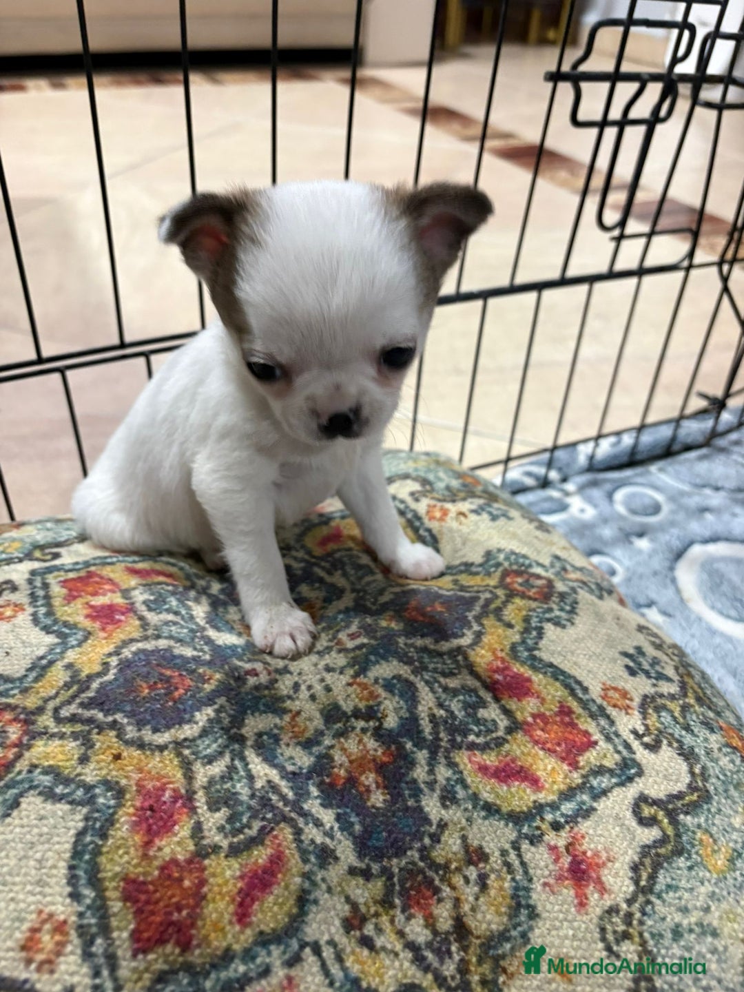 Chihuahua perros en venta: Chihuahua mini toy tricolor  - Anuncio 9