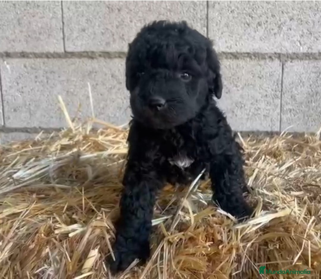 Perro de Agua Español perros Perro de Agua Hembrita - Anuncio 1