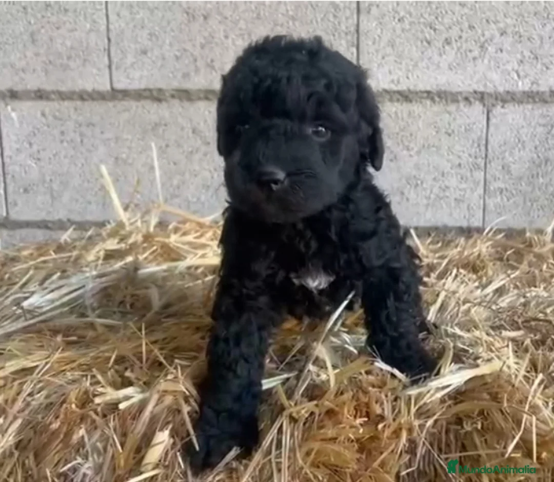 Perro de Agua Español perros en venta: Perro de Agua Hembrita - Anuncio 1