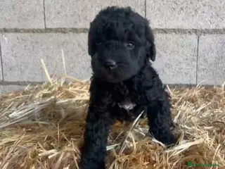 Perro de Agua Español perros en venta: Perro de Agua Hembrita - Anuncio 2