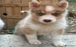 Husky Siberiano perros en venta: Husky siberiano cachorros  en Huesca - Imagen 8