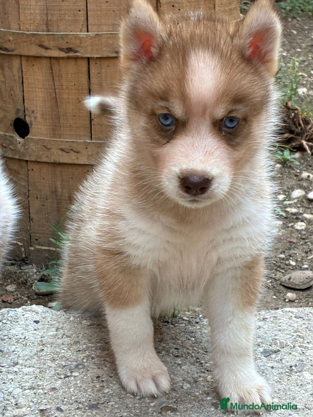 Husky Siberiano perros en venta: Husky siberiano cachorros  en Huesca - Imagen 8