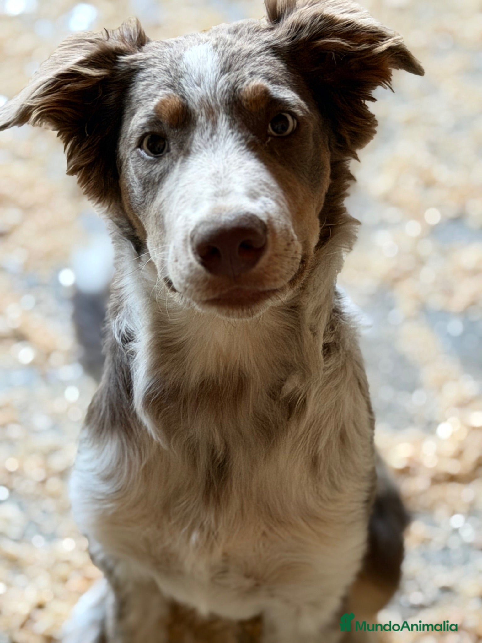 Border Collie perros Border collie económico  - Anuncio 1