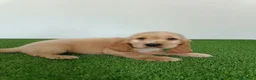 Cocker Spaniel Inglés perros en venta: Cocker spaniel inglés  - Anuncio 11