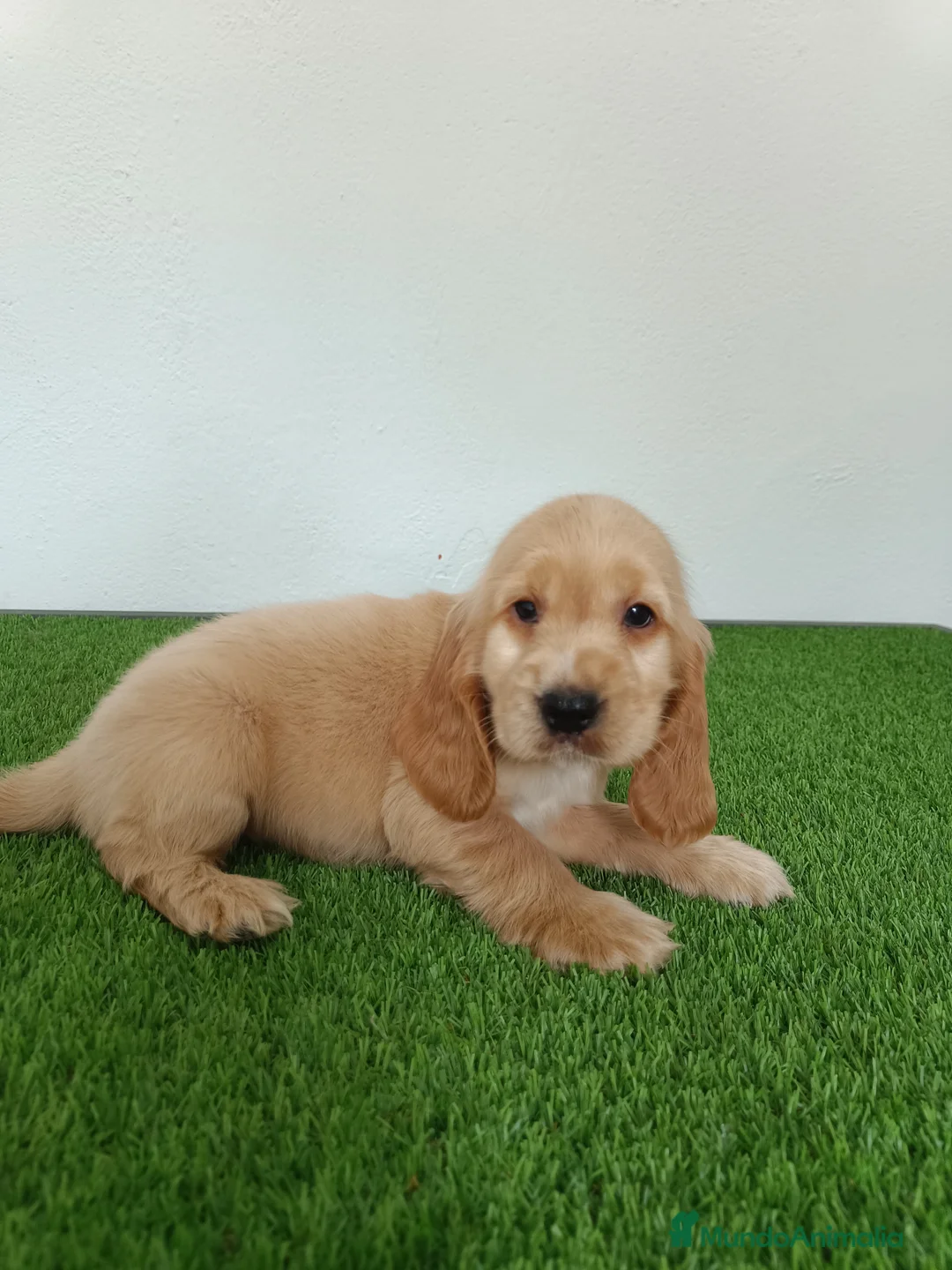Cocker Spaniel Inglés perros en venta: Cocker spaniel inglés  - Anuncio 11