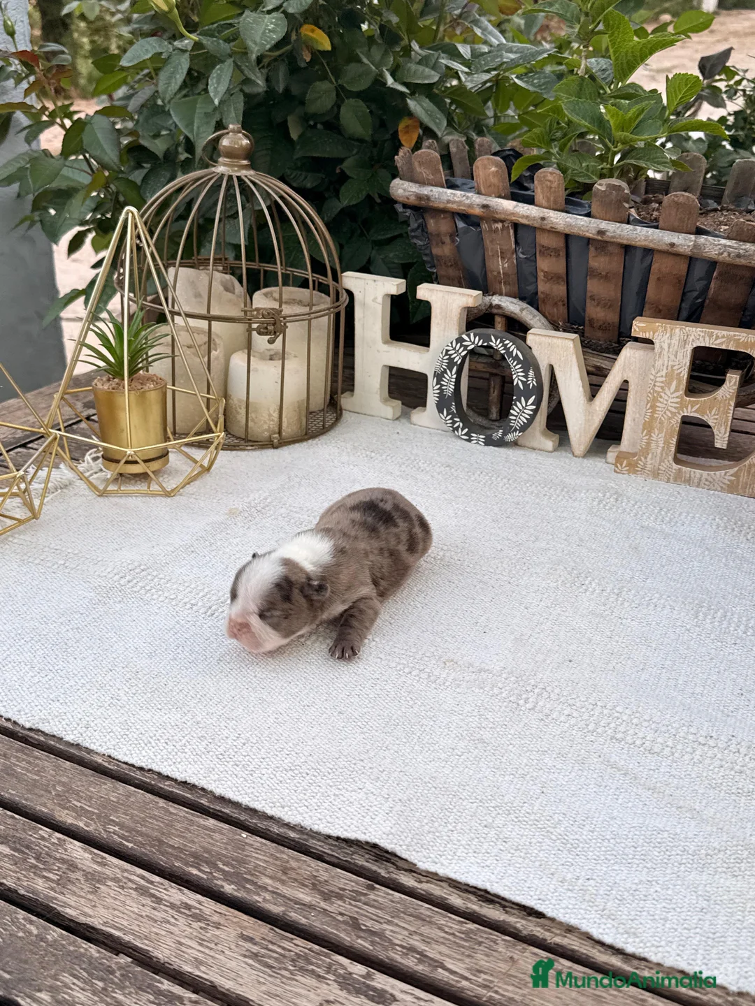 Bulldog Francés perros en venta: Bulldog francés merles  - Anuncio 1