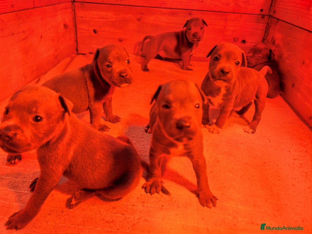 Staffordshire Bull Terrier perros en venta: Staffordshire bull terrier Blue - Imagen 1