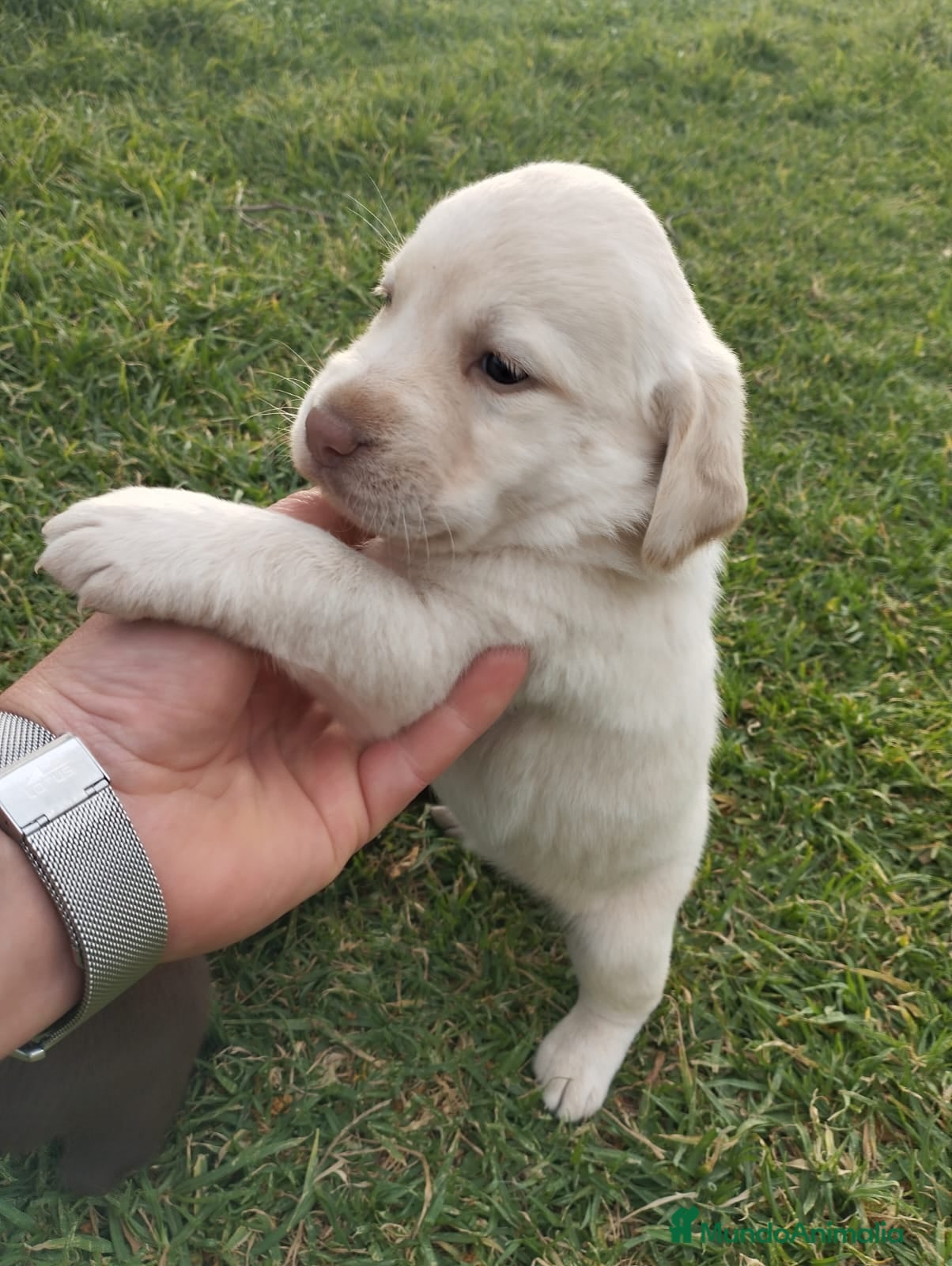 Labrador Retriever perros LABRADOR RETRIEVER  - Anuncio 1