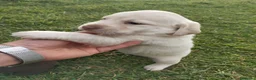 Labrador Retriever perros en venta: LABRADOR RETRIEVER  - Anuncio 1