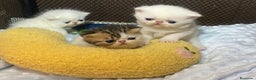 Persa gatos en venta: Camada exótica - Anuncio 4