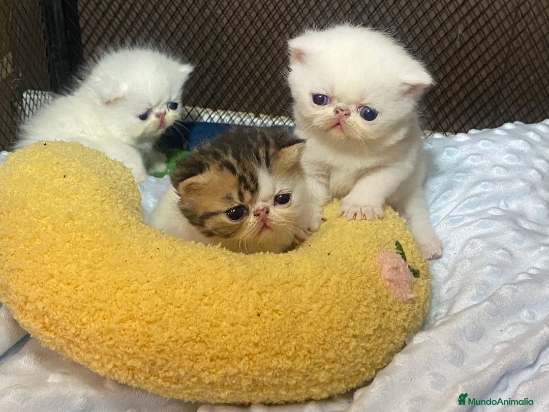 Persa gatos en venta: Camada exótica - Anuncio 4