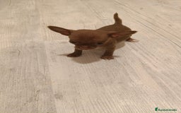 Chihuahua perros en venta: Hembra micro Toy  - Imagen 1