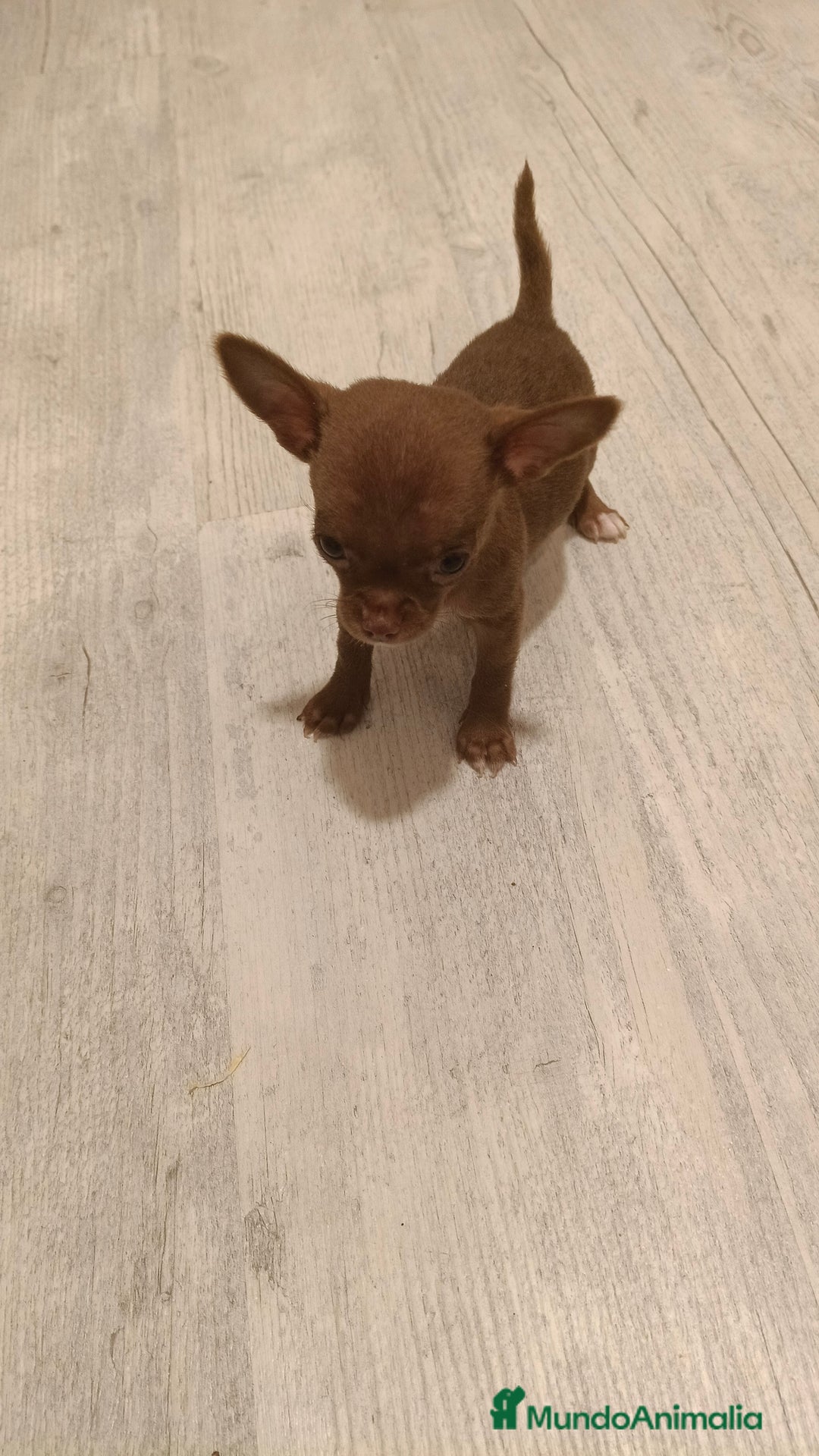 Chihuahua perros en venta: Hembra micro Toy  - Imagen 1