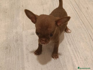 Chihuahua perros - Anuncio 25