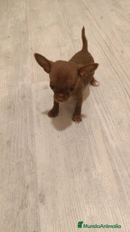 Chihuahua perros - Anuncio 15