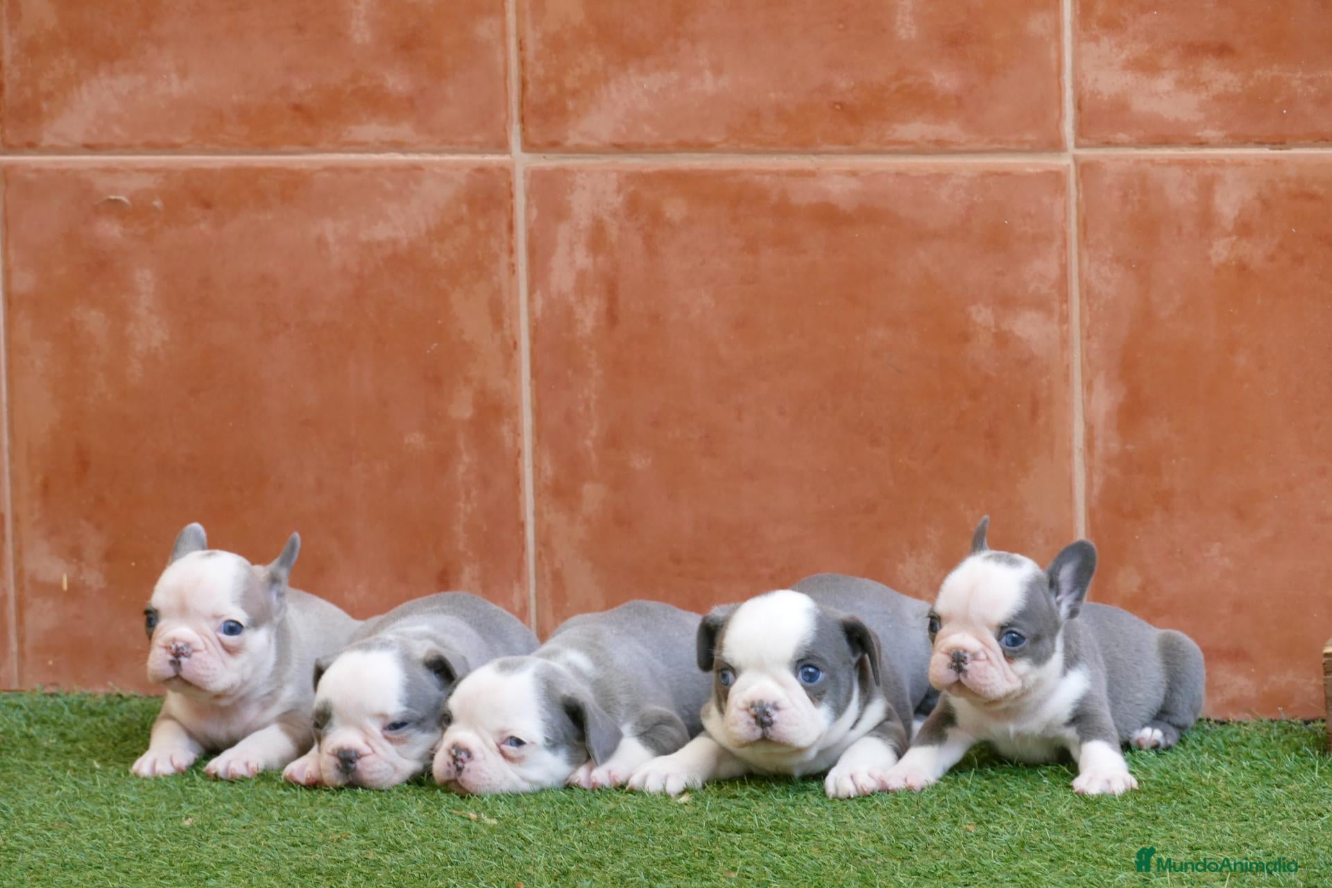 Bulldog Francés perros Cachorros de Bulldog Frances  - Anuncio 1