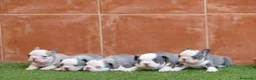 Bulldog Francés perros en venta: Cachorros de Bulldog Frances  - Anuncio 1