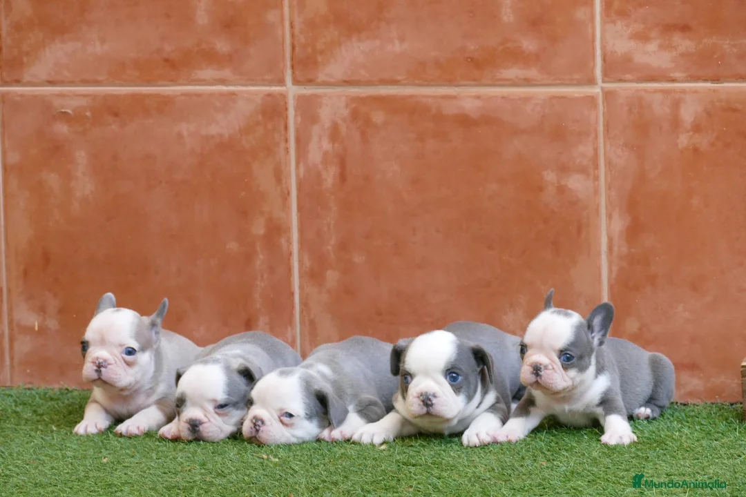 Bulldog Francés perros en venta: Cachorros de Bulldog Frances  - Anuncio 1