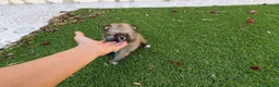 Pomerania perros en venta: Pomerania Toy Top  - Anuncio 12