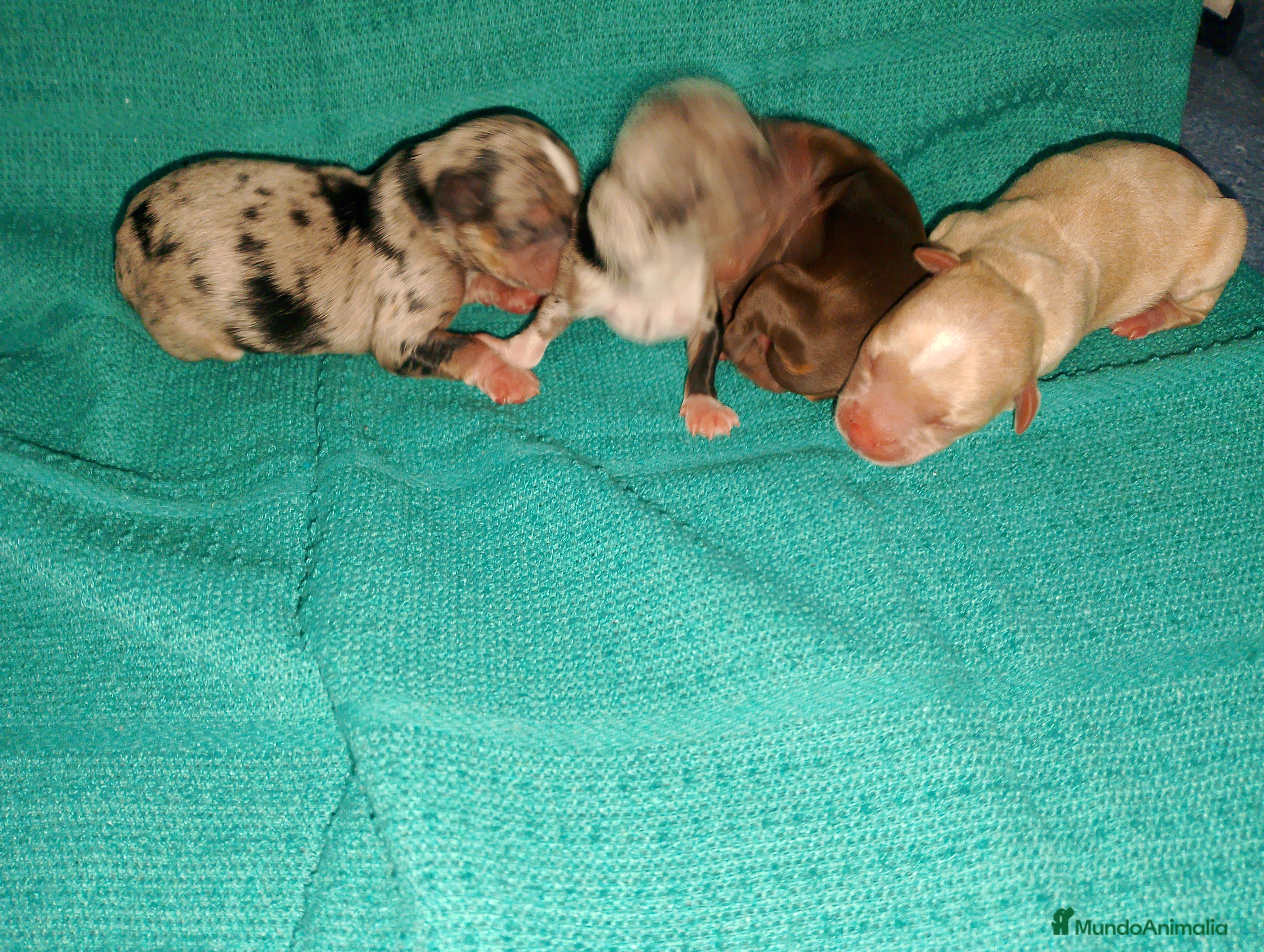 Chihuahua perros Chihuahua pelo semilargo y corto cabeza cerbato - Anuncio 1