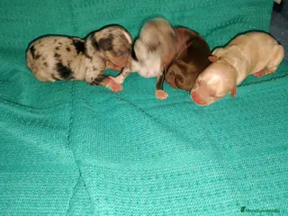 Chihuahua perros Chihuahua pelo semilargo y corto cabeza cerbato - Anuncio 2