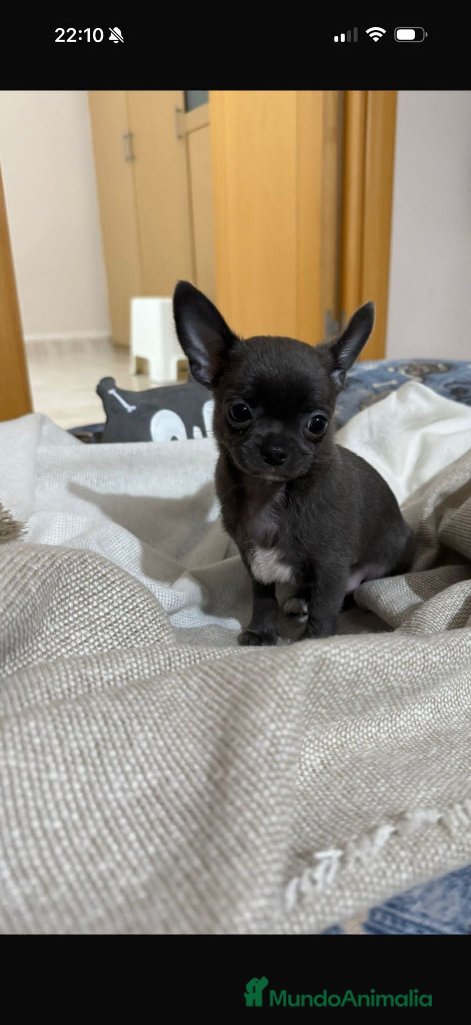 Chihuahua perros Chihuahua negro toy machos - Anuncio 12