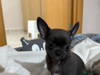 Chihuahua perros Chihuahua negro toy machos - Anuncio 26