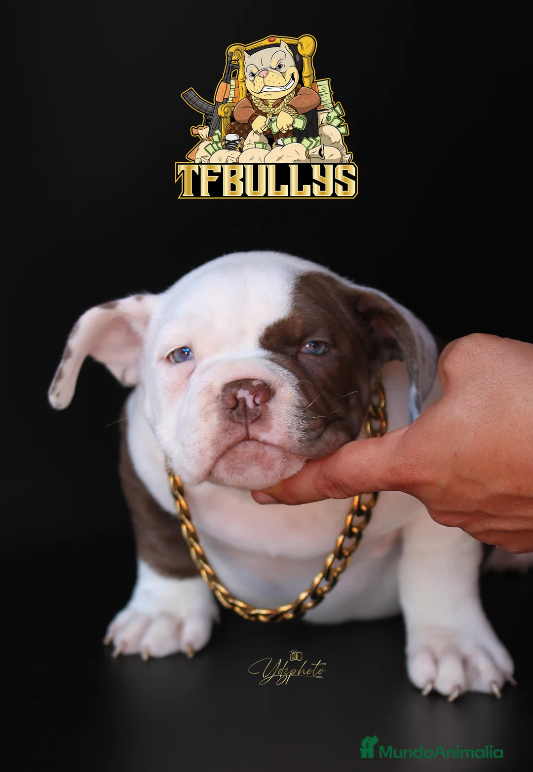 American Bully perros en venta: AMERICAN BULLY POCKET COLOR CHOCOLATE en Cantabria - Anuncio 3