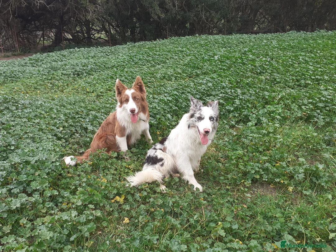 Border Collie perros en venta: Border collie  - Anuncio 11