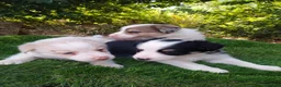 Border Collie perros en venta: Border collies de Calidad  - Anuncio 6