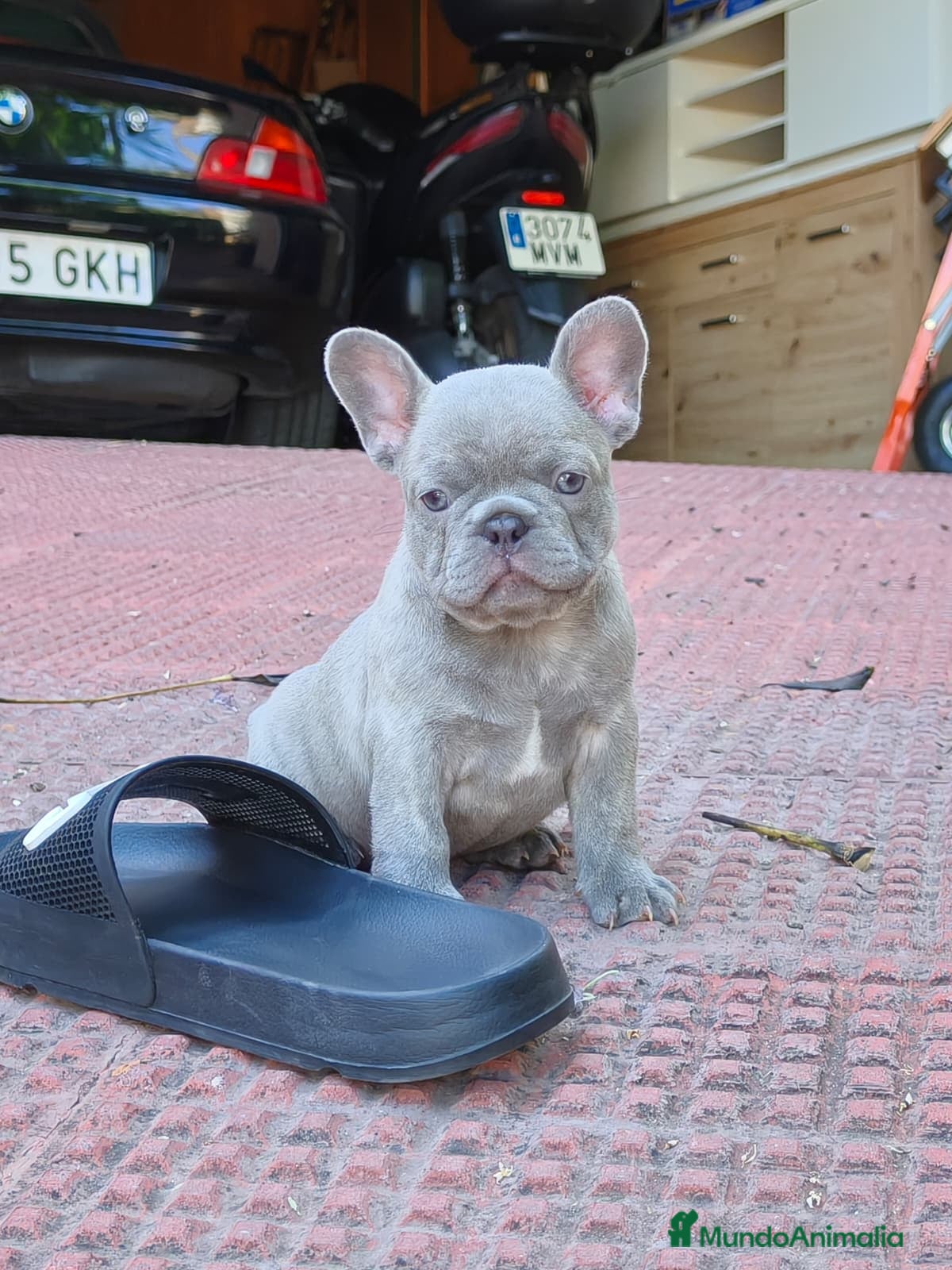 Bulldog Francés perros Bulldog francés lilac - Anuncio 1