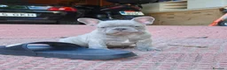 Bulldog Francés perros en venta: Bulldog francés lilac - Anuncio 1