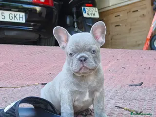 Bulldog Francés perros Bulldog francés lilac - Anuncio 1