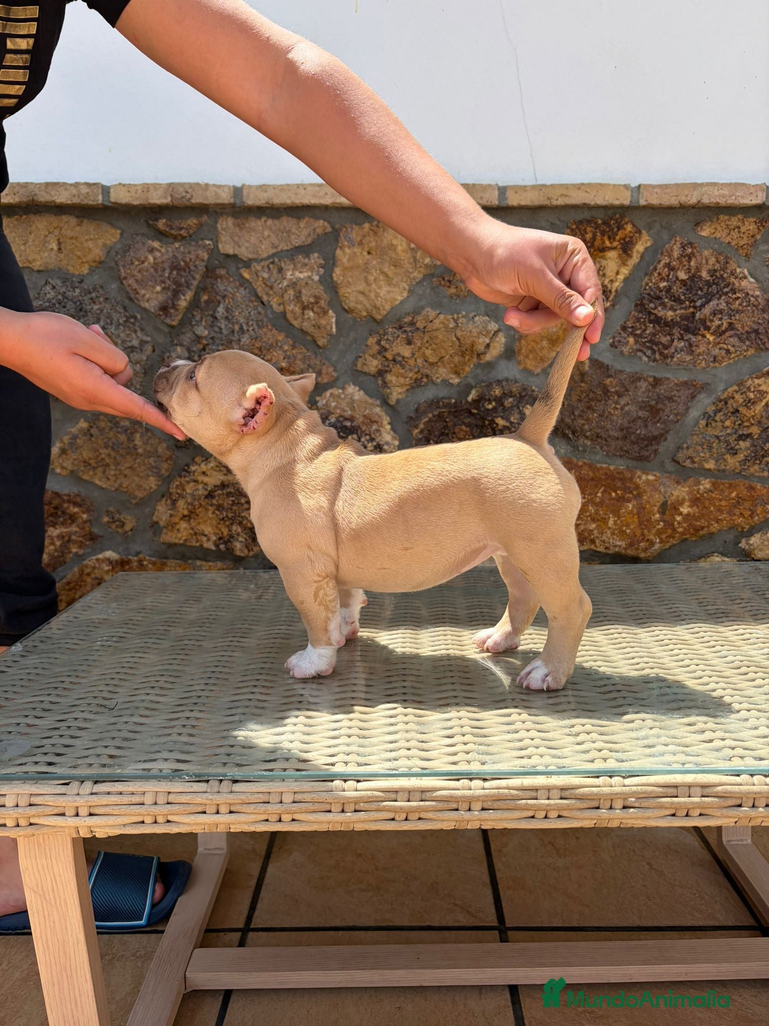 American Bully perros American Bully - Anuncio 36