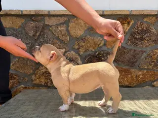American Bully perros American Bully - Anuncio 36