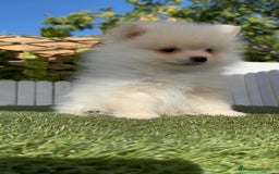 Pomerania perros en venta: POMERANIA - Imagen 16