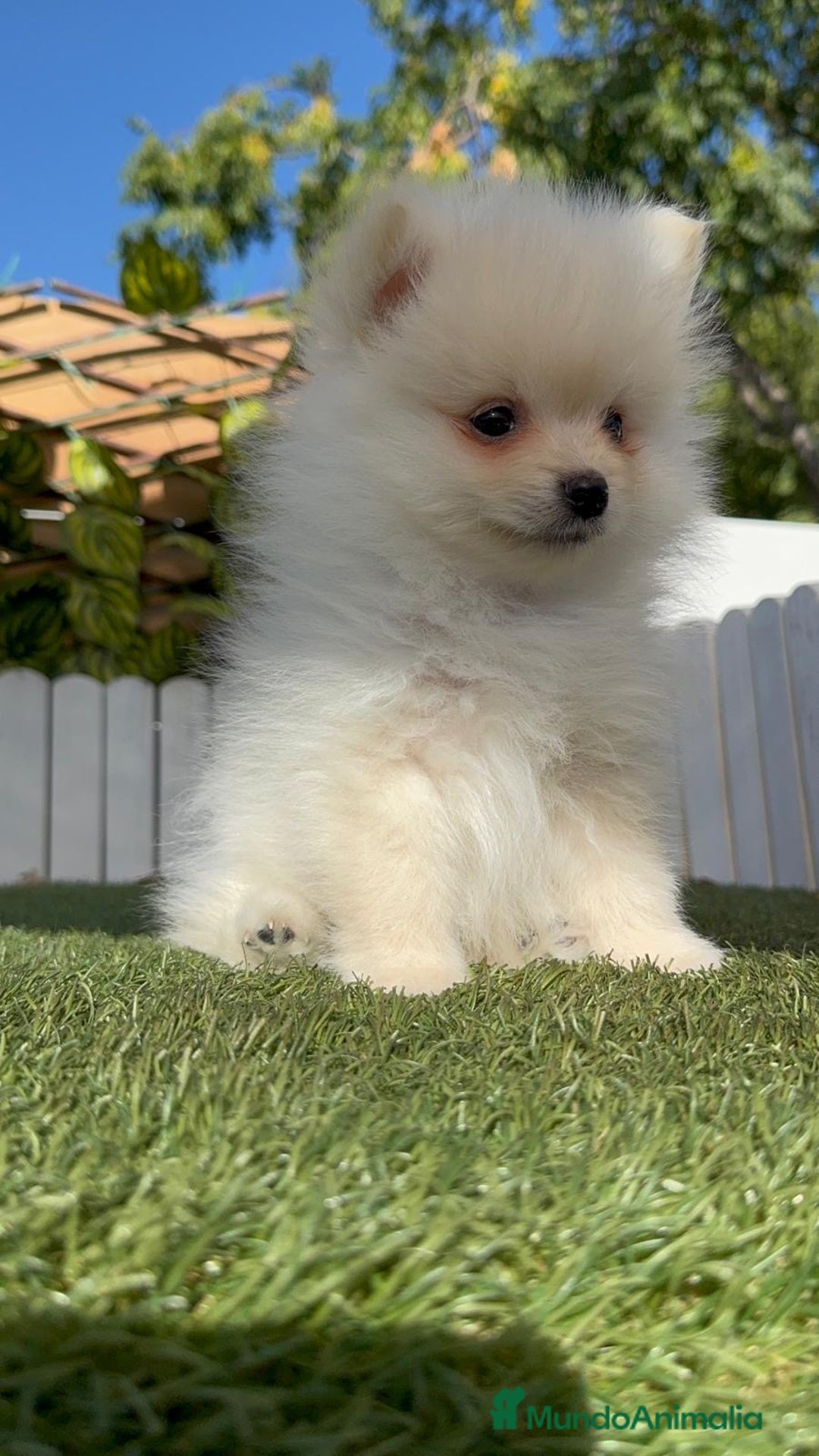 Pomerania perros en venta: POMERANIA - Imagen 16