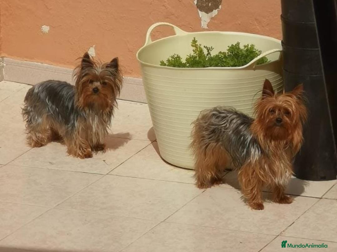 Yorkshire Terrier perros Machos y hembras de Yorkshire toy - Anuncio 2