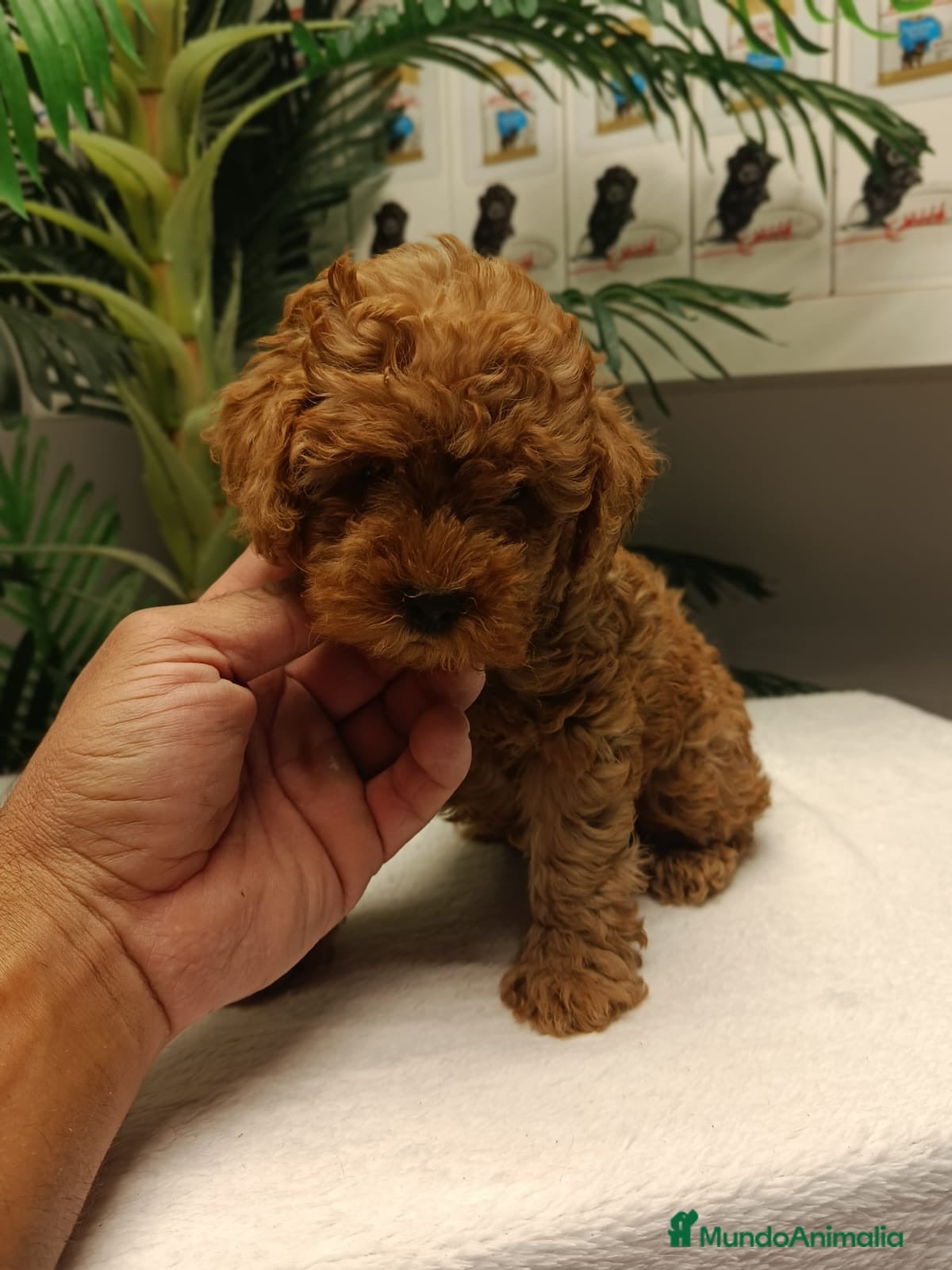 Caniche Toy perros CANICHE TOY - Anuncio 1