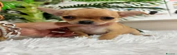 Chihuahua perros en venta: CHIHUAHUA HEMBRA COLOR CANELA - Anuncio 4