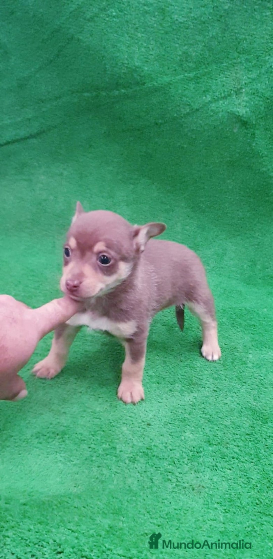Raza Mixta perros en venta: # Chihuahua _ Pincher # - Anuncio 4