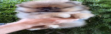 Pomerania 2