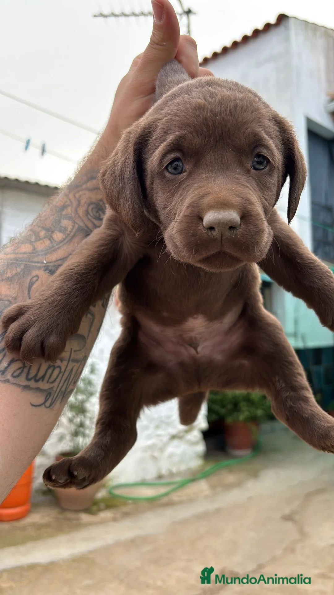 Labrador Retriever perros en venta: Labrador retriever línea inglesa chocolate  - Anuncio 2