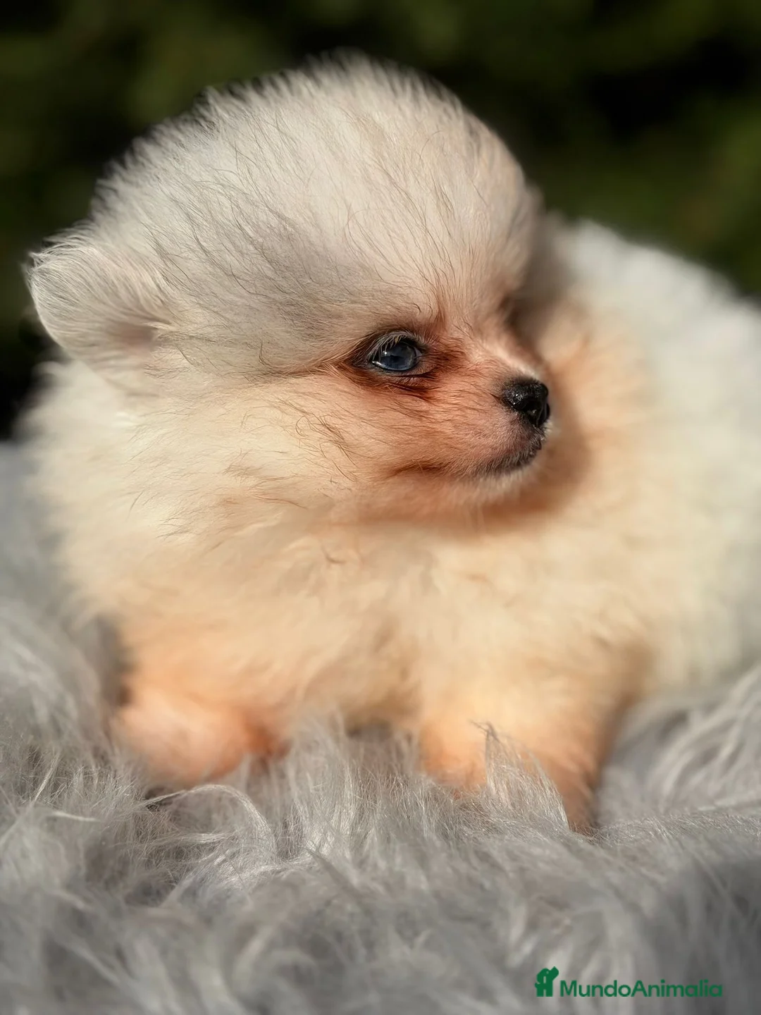Pomerania perros en venta: Pomerania ojos azules - Anuncio 4