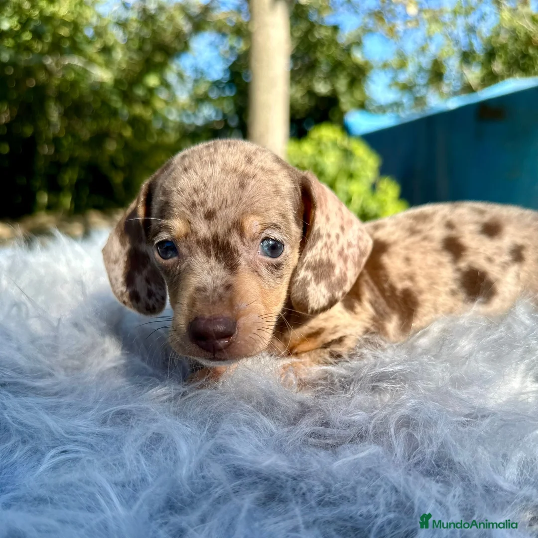 Teckel Miniatura perros en venta: TECKEL TOY LOS MAS PEQUEÑOS - Anuncio 3